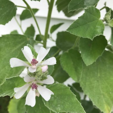 Sue's garden