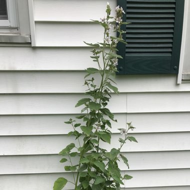 Sue's garden