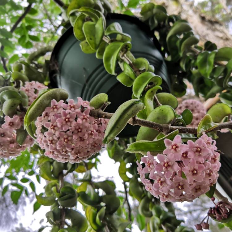 plant image 1545202