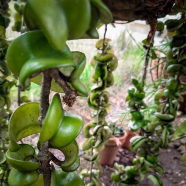 plant image 1633840