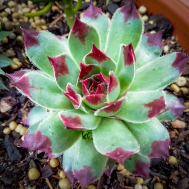 plant image 1633842