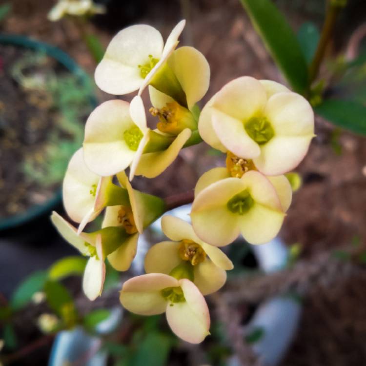 plant image 1633843