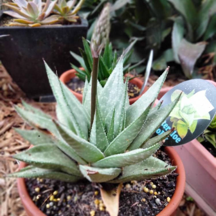 Plant image x Gasteraloe Grey Ghost