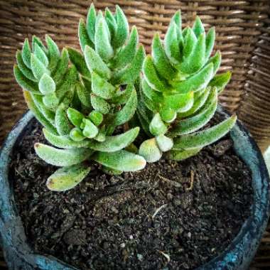 Crassula 'Surprise Party'