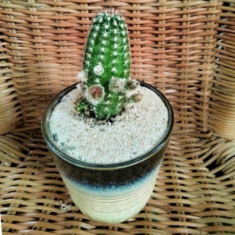 plant image 1635989