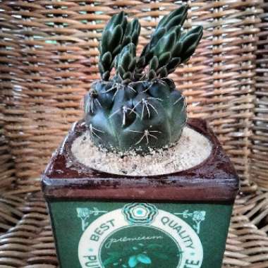 Gymnocalycium baldianum