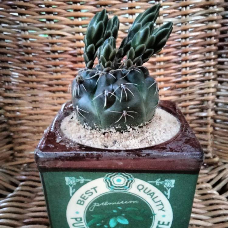 plant image 1635991