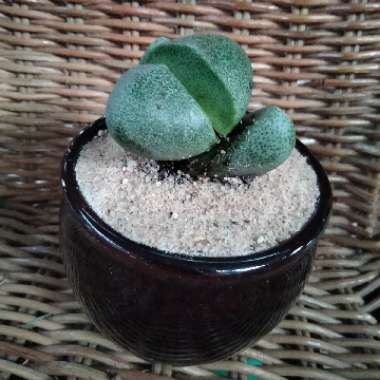Split Rock Plant