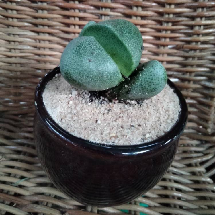 plant image 1635993