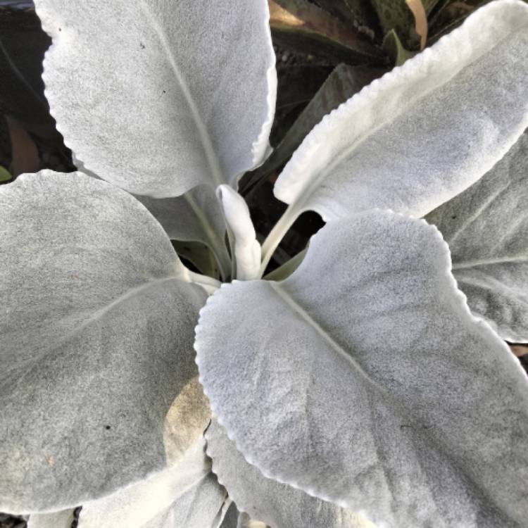 plant image 1635997