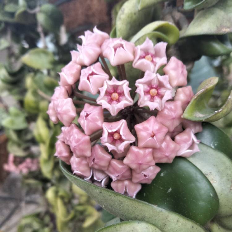 plant image 1693906