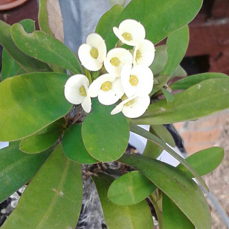 plant image 648432
