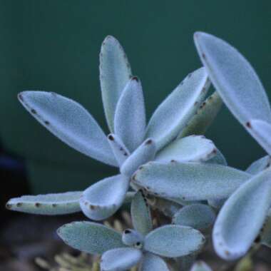 Kalanchoe tomentosa
