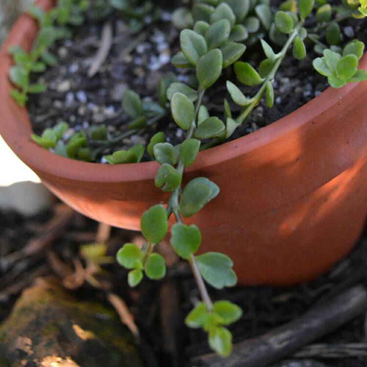 Plant image Kalanchoe Angel Lamp