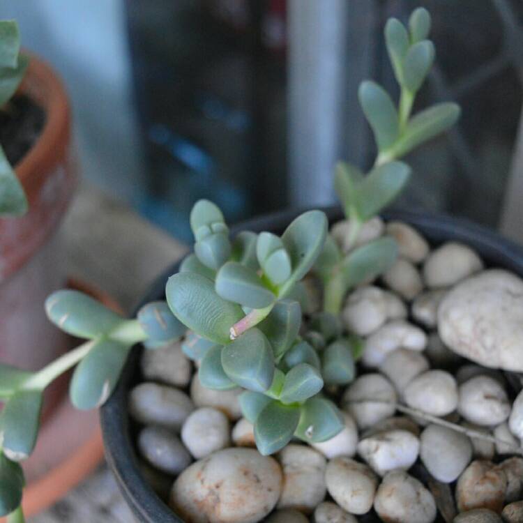 Plant image Corpuscularia taylorii
