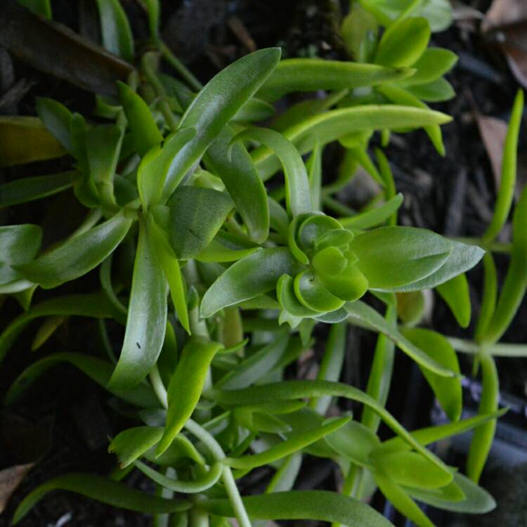 plant image 688855