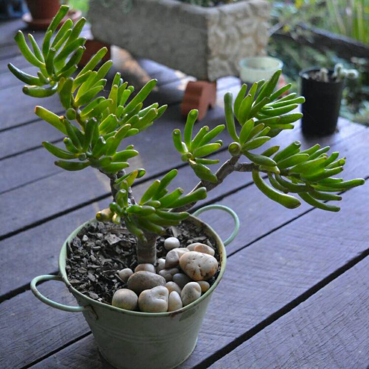 Plant image Crassula ovata 'Lady Fingers'