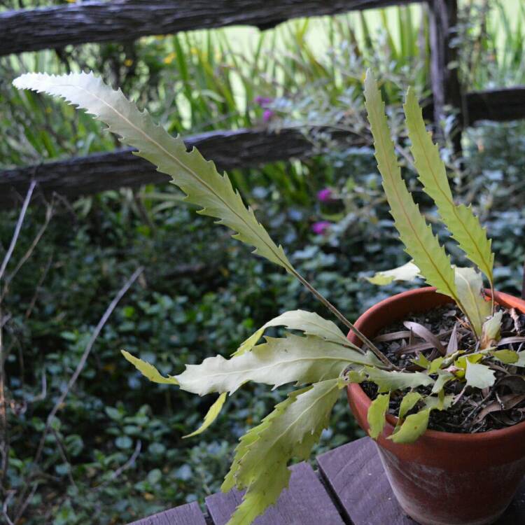 Plant image Lepismium houlletianum