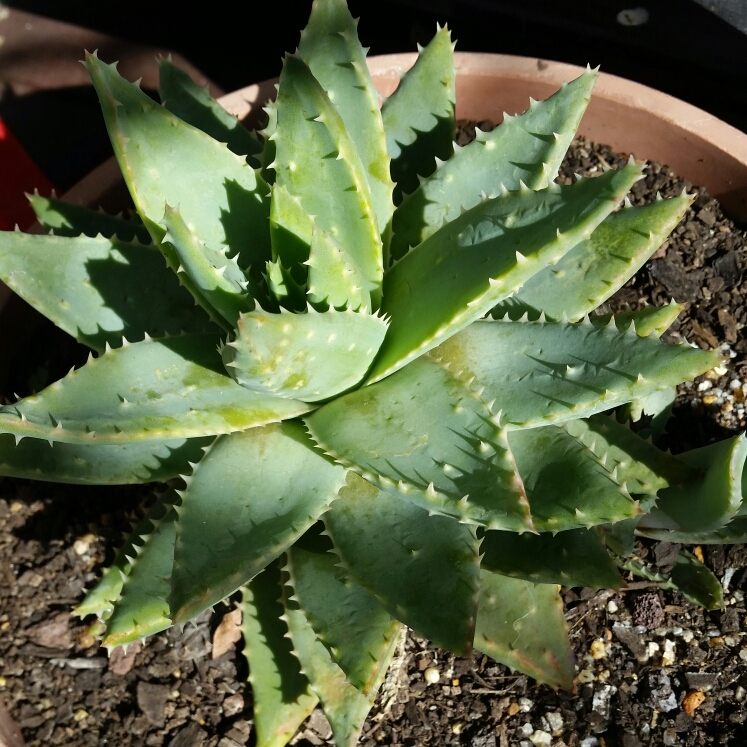 Plant image Aloe Mitriformis