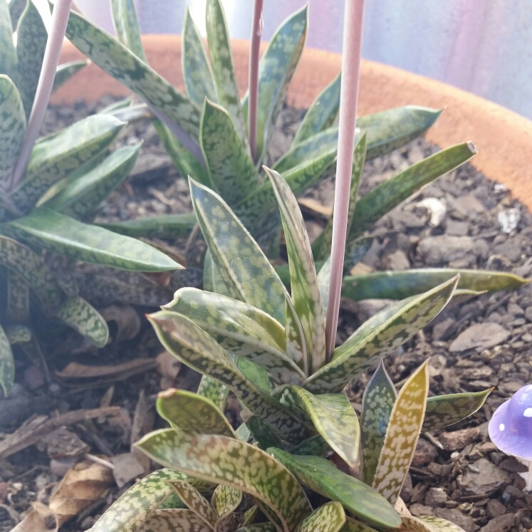 Plant image Gasteria bicolor x Haworthia hybrid
