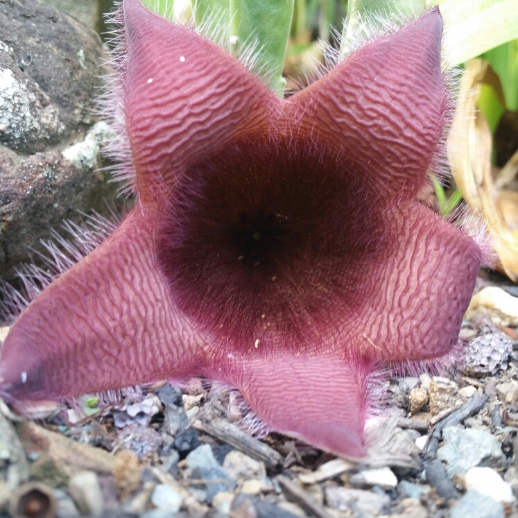 Plant image Stapelia Leendertziae X Stapelia Grandiflora
