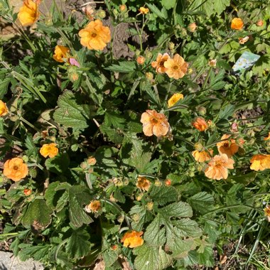 Ann's garden