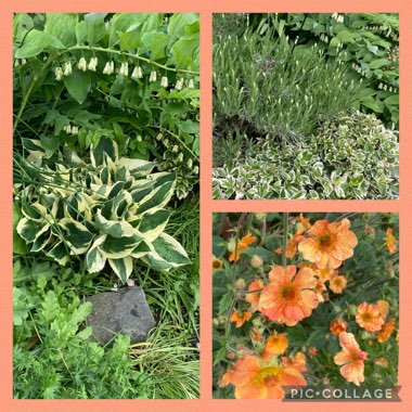 Ann's garden
