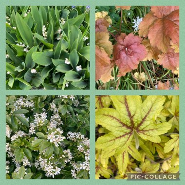 Ann's garden