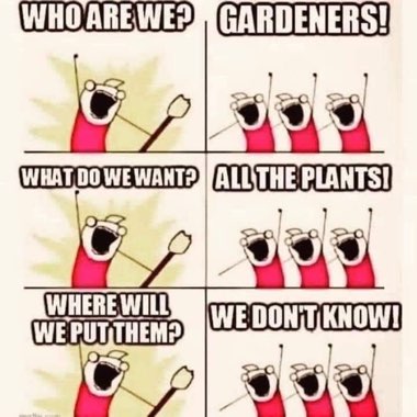 Ann's garden