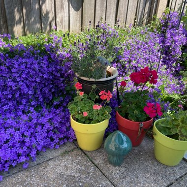 Ann's garden