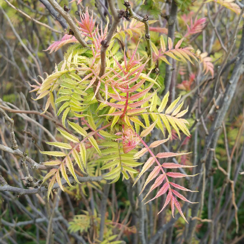 Sorbaria sorbifolia 'Sem'