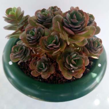 Echeveria Suyon