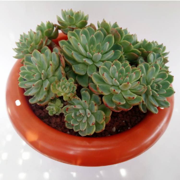 Plant image Echeveria Nanahook