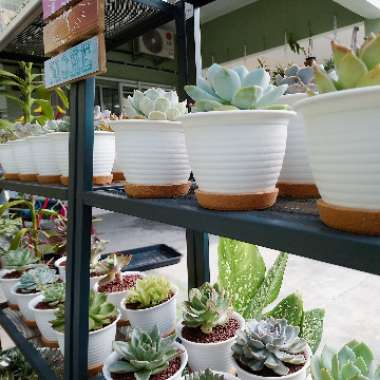 Farrera's garden