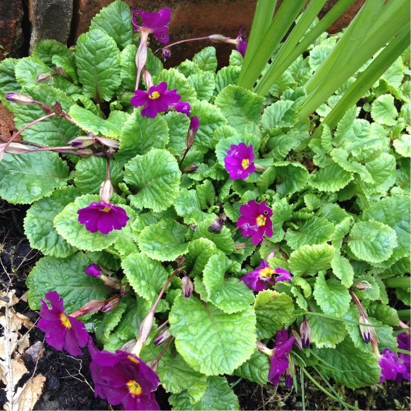 Plant image Primula 'Wanda'