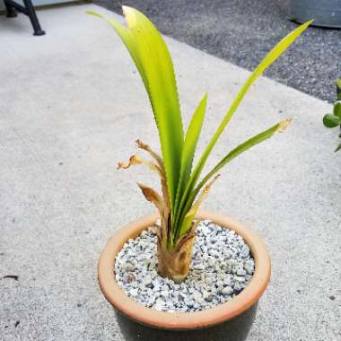 Clivia