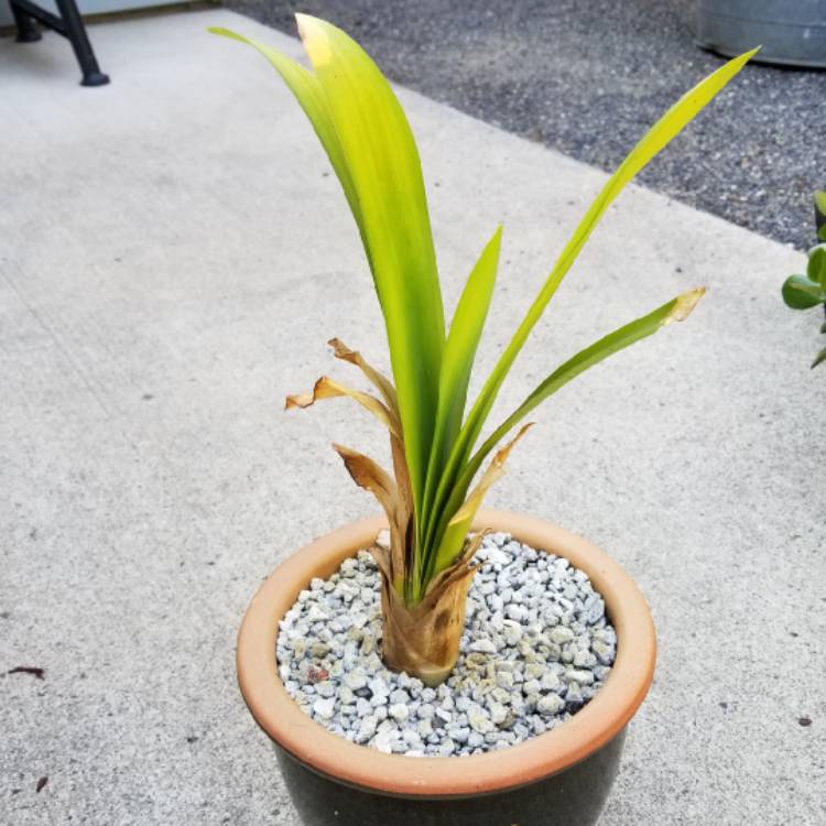 plant image 1139624