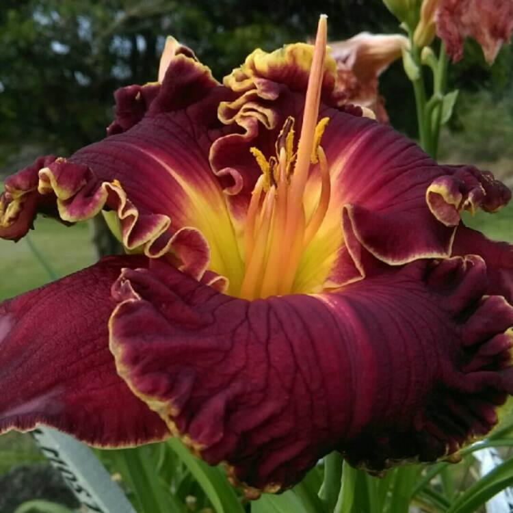 plant image 250855 plant image 250855