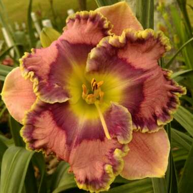 Hemerocallis