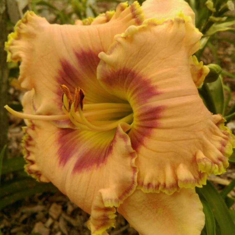 plant image 256522 plant image 256522
