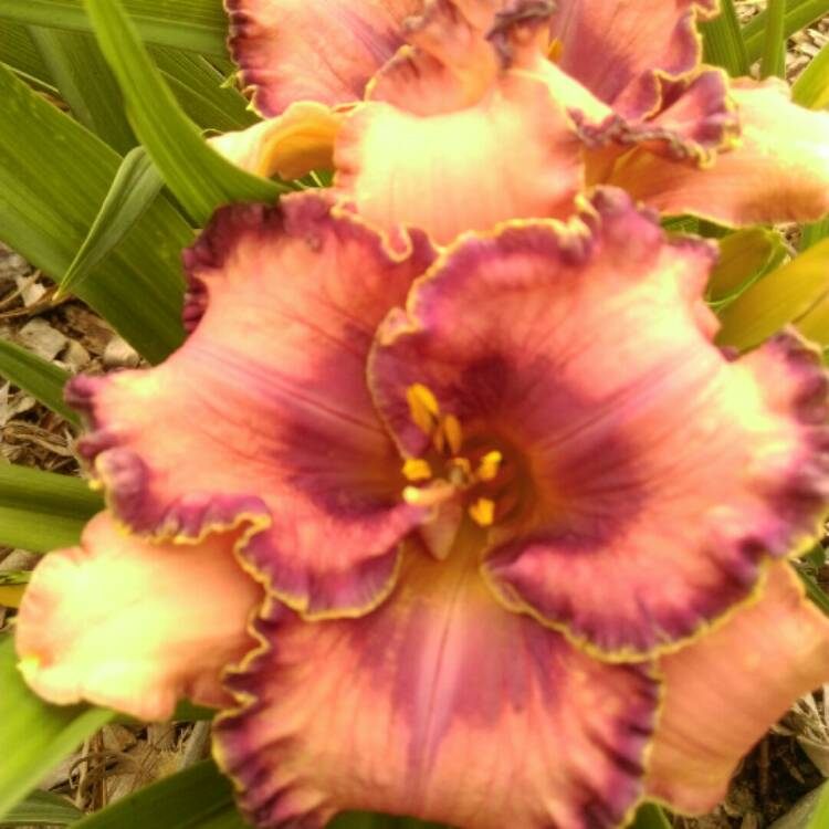 plant image 256523 plant image 256523