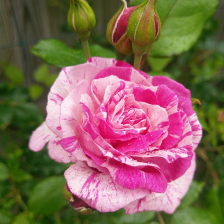 plant image 424086