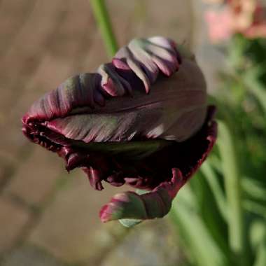 Liz's garden