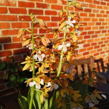Liz's garden