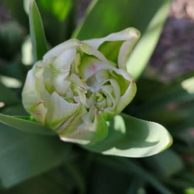 Liz's garden