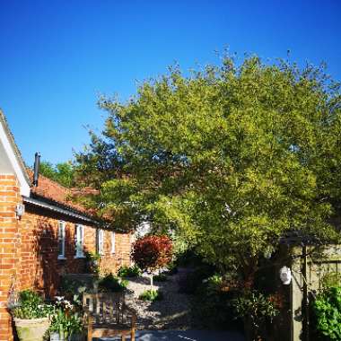 Liz's garden