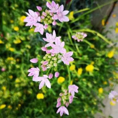 Liz's garden