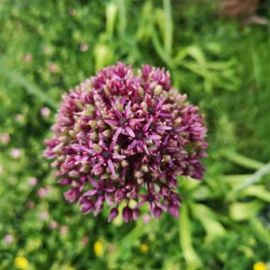 Liz's garden