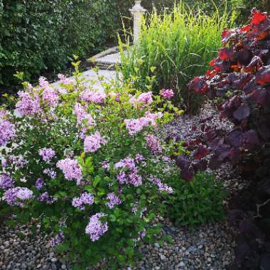 Liz's garden