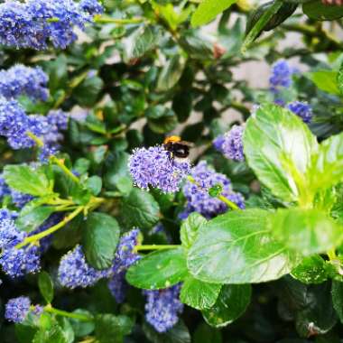 Liz's garden
